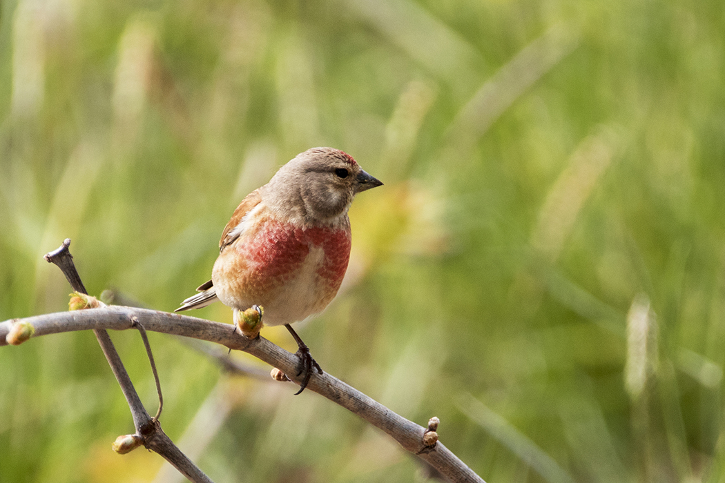 Eurasian Linnet